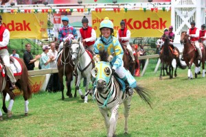 Şampiyon Zebra Fotoğrafı