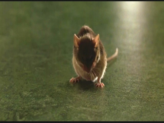 Yeşil Yol Fotoğrafı