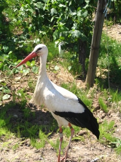 Children of the Stork fotoğrafı