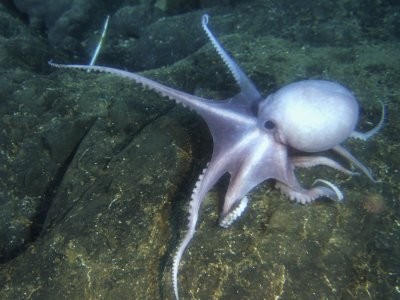 Sualtı Yaratıkları Fotoğrafı