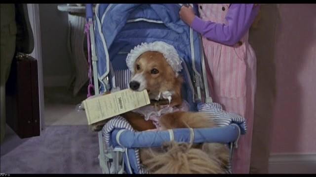 Kahraman Köpek Bingo fotoğrafı