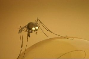 Minuscule fotoğrafı