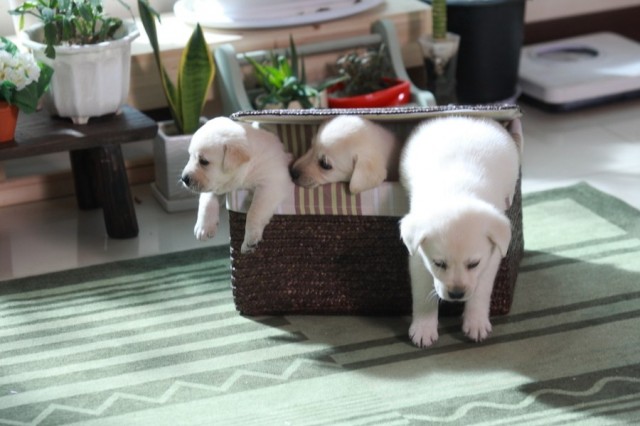 Hearty Paws 2 Fotoğrafı