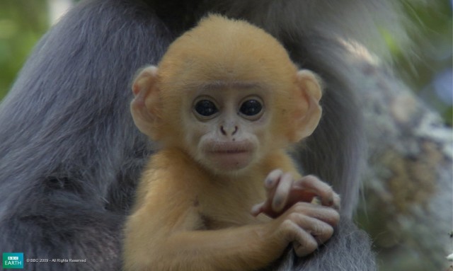 Bbc Hayat - Yaşam Mücadelesi Fotoğrafı