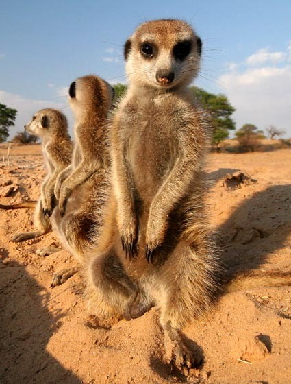 Bbc Hayat - Yaşam Mücadelesi Fotoğrafı