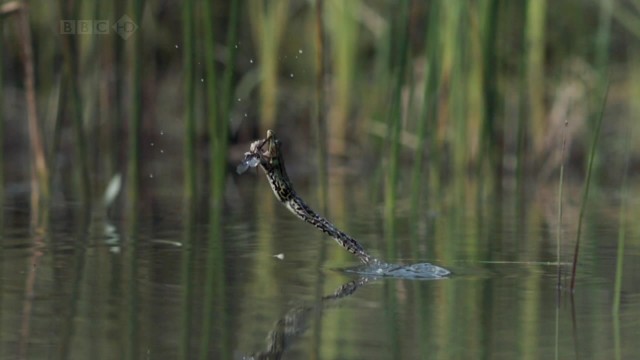 Bbc Hayat - Böcekler Fotoğrafı