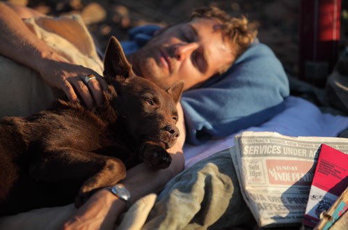 Kırmızı Köpek Fotoğrafı