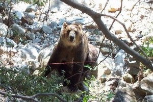 Grizzly Falls Fotoğrafları 1