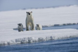 Arctic Tale Fotoğrafları 0