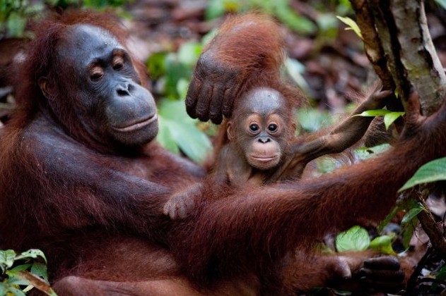 Born To Be Wild Fotoğrafı