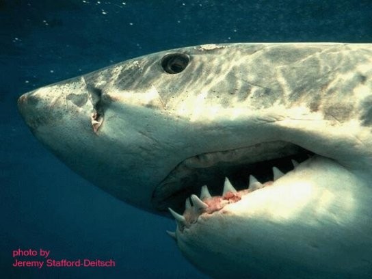 Shark Attack Fotoğrafları 6