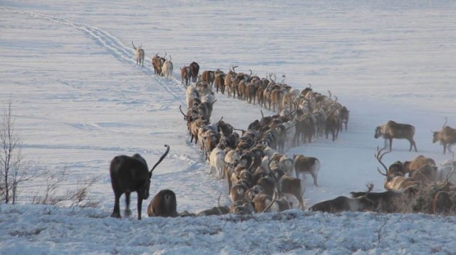 The Final Tundra Fotoğrafı