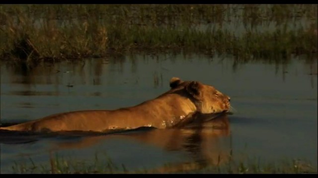 The Last Lions Fotoğrafları 12