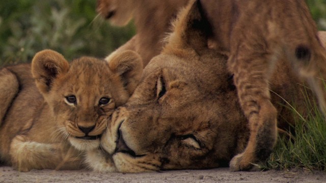 The Last Lions Fotoğrafı