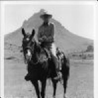 Sylvester Fotoğrafı