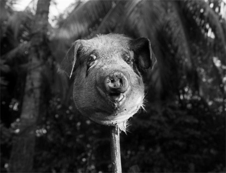 Sineklerin Tanrısı Fotoğrafı