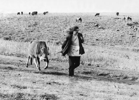 Gāv Fotoğrafı