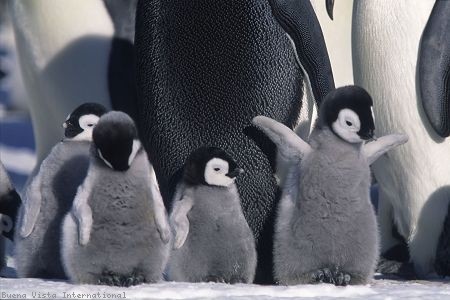 İmparatorun Yolculuğu Fotoğrafı