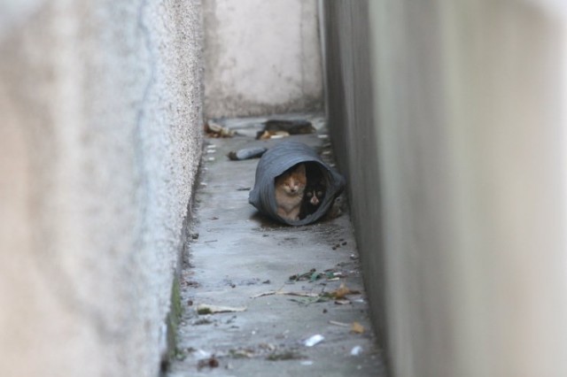 Dancing Cat Fotoğrafı