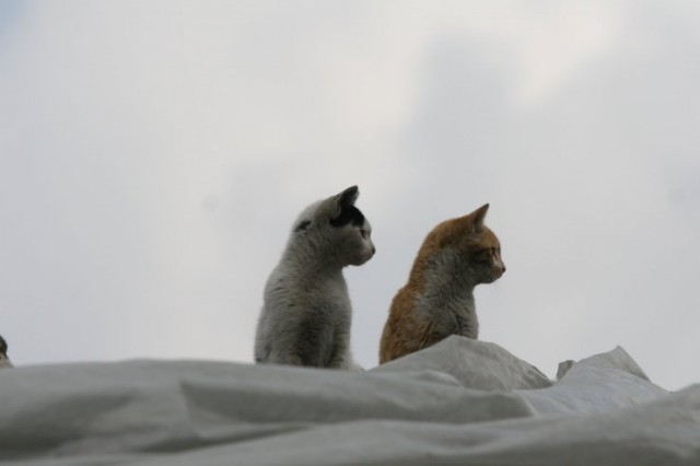 Dancing Cat Fotoğrafı