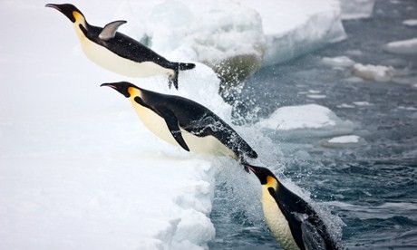 Frozen Planet Fotoğrafı
