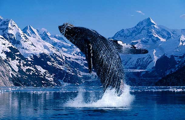 Frozen Planet Fotoğrafı