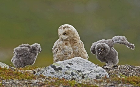 Frozen Planet Fotoğrafı