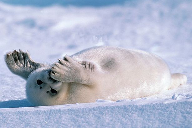 Frozen Planet Fotoğrafları 19