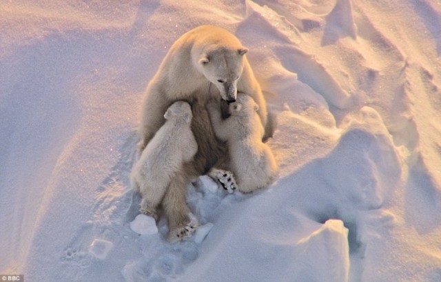 Frozen Planet Fotoğrafları 8