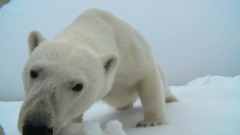 Polar Bears: Spy on the Ice Fotoğrafları 5