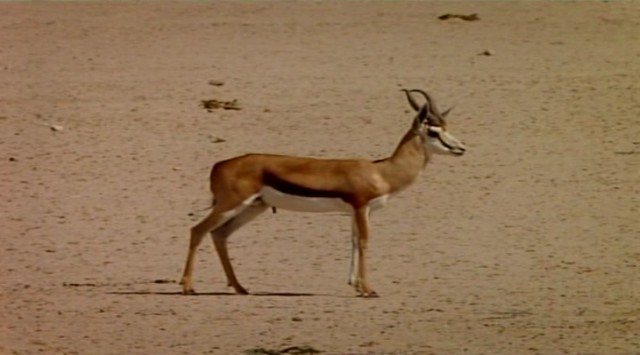 Çitalar: Kalahari'de Ölümüne Yarış fotoğrafı