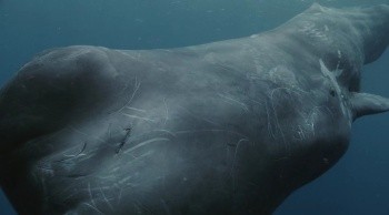 From the Land to the Sea fotoğrafı From the Land to the Sea fotoğrafı