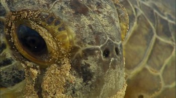 Reef and Beyond Fotoğrafı