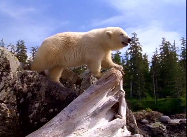 Alaska Fotoğrafı