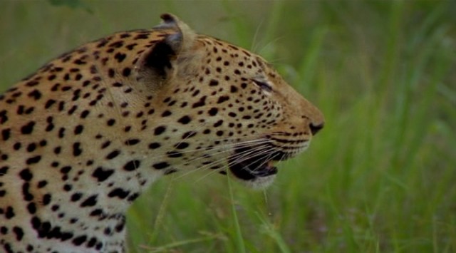 Leoparın Karanlık Dünyası Fotoğrafları 4