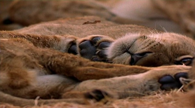 Aslanlarla Yürüyüş Fotoğrafı