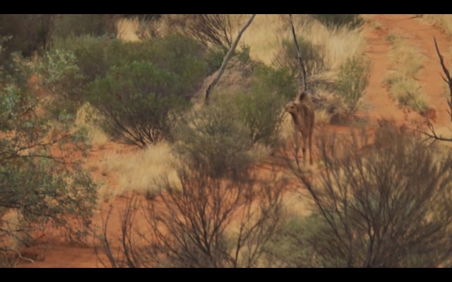 Çöldeki İzler Fotoğrafı