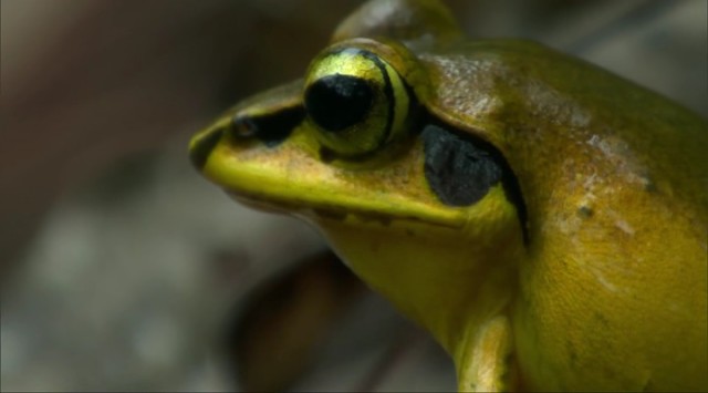 Madagaskar fotoğrafı