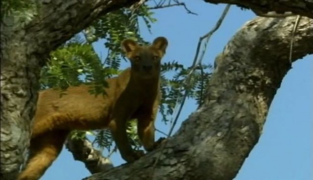 Madagaskar Fotoğrafları 16