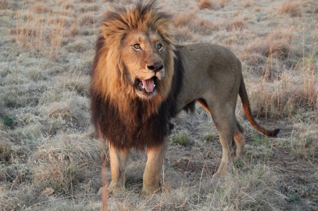 Safari Macerası Fotoğrafı