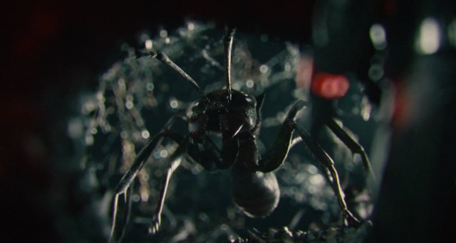 Ant-Man Fotoğrafı
