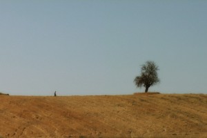 Bir Kaplumbağa ile Tavşan Hikayesi Fotoğrafı