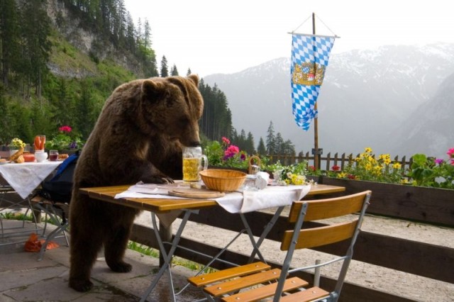 Der Bär ist los Fotoğrafı