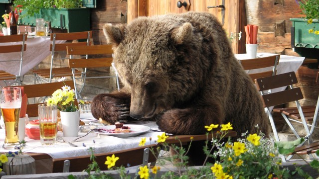 Der Bär ist los fotoğrafı
