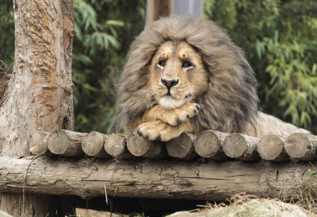 Secret Zoo fotoğrafı