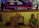 Scooby Doo 2: Canavarlar Kaçtı Fotoğrafı