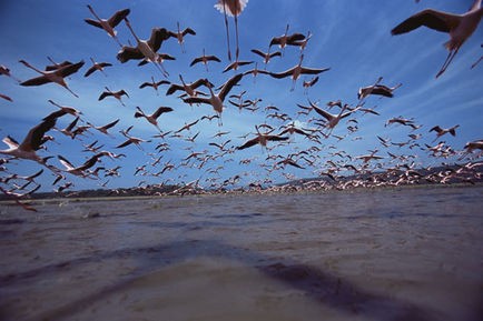 Pembe Kanatlar: Flamingolarin Gizemi Fotoğrafları 14