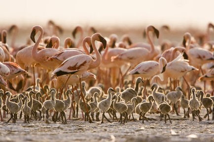 Pembe Kanatlar: Flamingolarin Gizemi Fotoğrafı