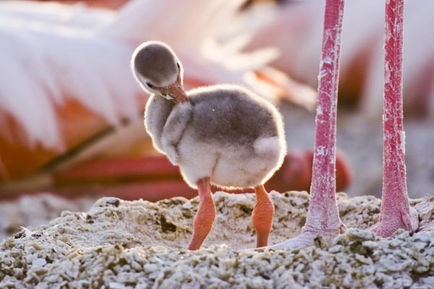 Pembe Kanatlar: Flamingolarin Gizemi Fotoğrafları 16