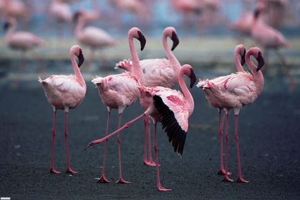 Pembe Kanatlar: Flamingolarin Gizemi Fotoğrafları 4